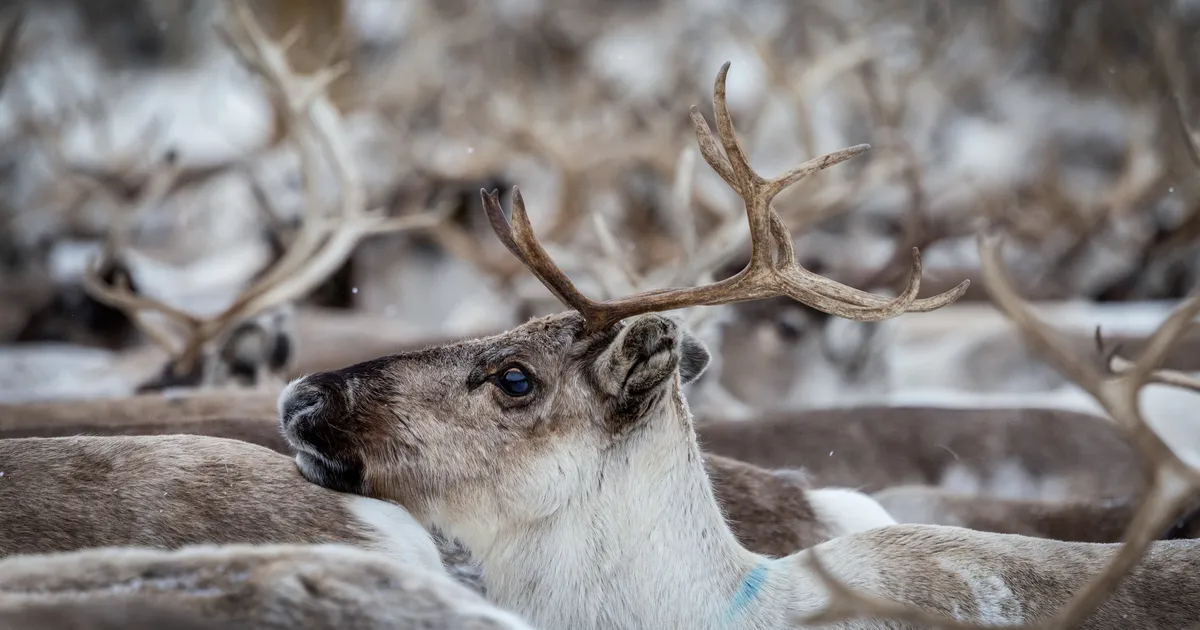 Nelja põhjapõtra ilmumine tekitas Rovaniemis elevust