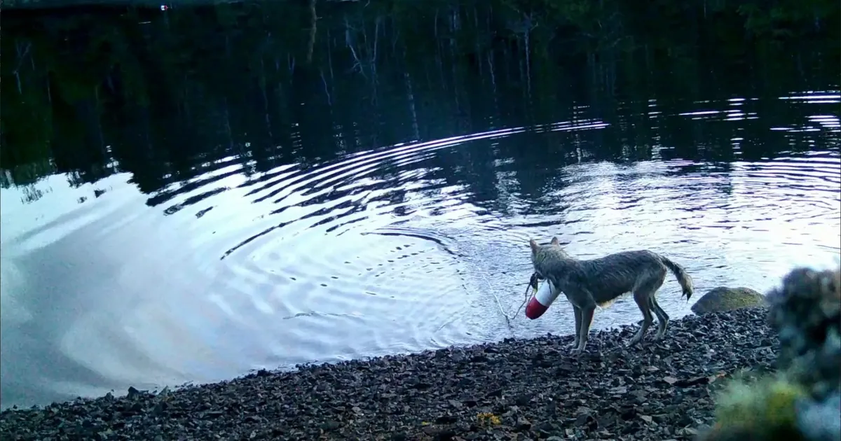 VIDEO ⟩ Teadlastel vajus suu ammuli: Kanada hundid oskavad mõrra abil veest toitu püüda