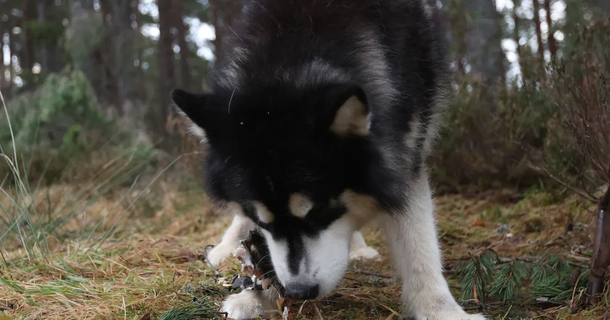 HOIATAV ⟩ Tallinnas jalutanud koeraomaniku lemmik pidi ootamatult haiglas eluga võitlema: ta korjas midagi üles...