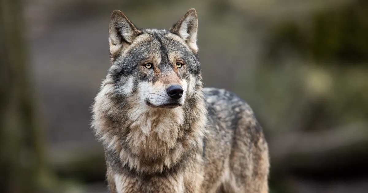 Hämmastav vaatepilt: kaamera ette jäi hunt, kes tegi midagi ootamatut