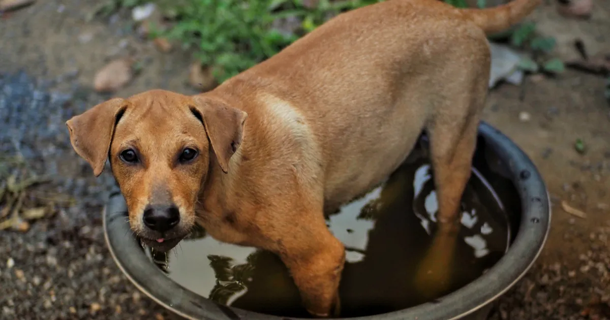 SÜDAMLIK VIDEO ⟩ Tornaado üle elanud naine leidis keset otseintervjuud rusude vahelt oma koera