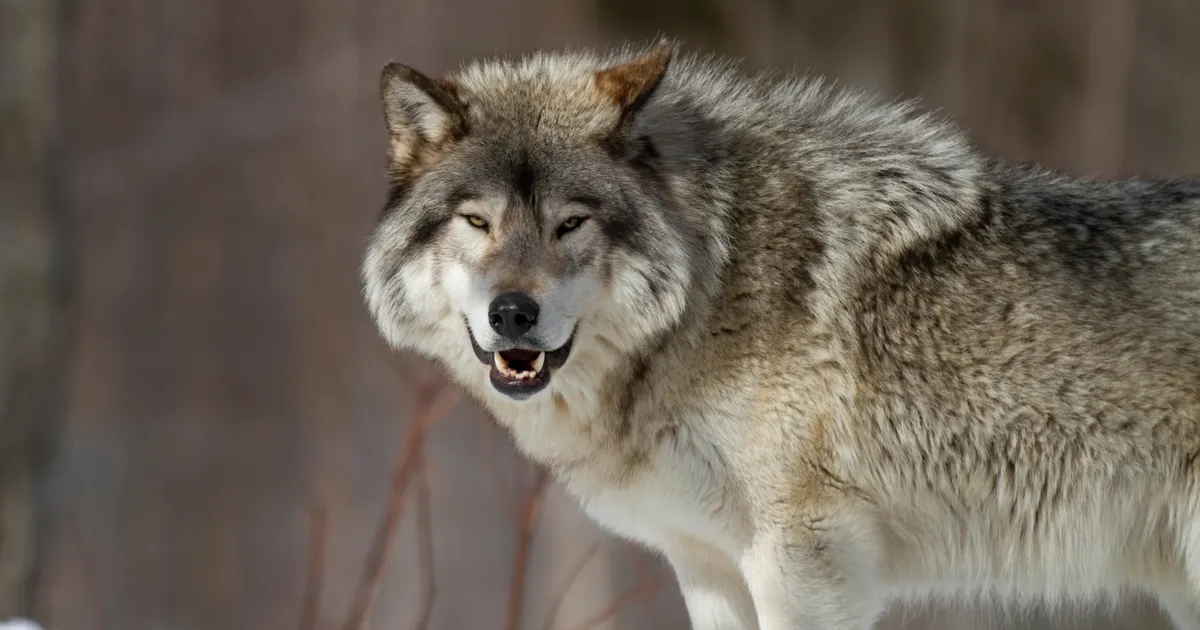 Läänemaal asuva talu perenaine julmast hundirünnakust: see veretöö toimus praktiliselt mu kõrval