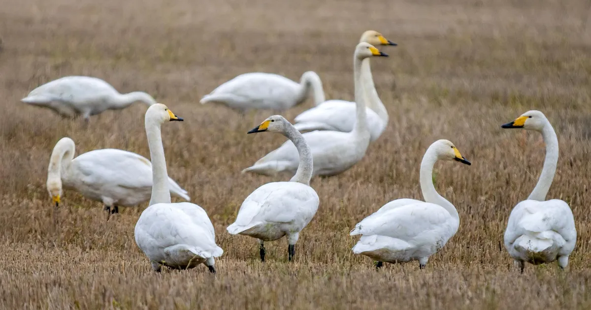 LOODUSFOTO ⟩ Laululuik ei pruugi ka lume tulles ära lennata