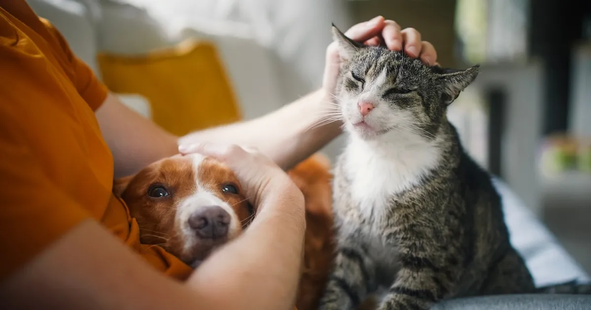 Parim sõber väärib parimat: kuidas oma kuldsetes aastates lemmiku eest hoolitseda