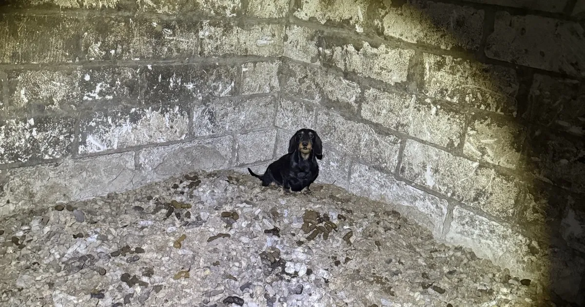 ÕÕVASTAVAD FOTOD ⟩ «Põrandat kattis 15-20 cm roojakiht!» Raplamaa loomaomanikult võeti ära 35 koera