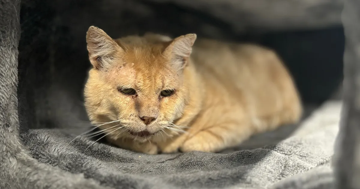 10-aastane Mandariin on elus palju läbi elanud – nüüd tabas järgmine karm katsumus