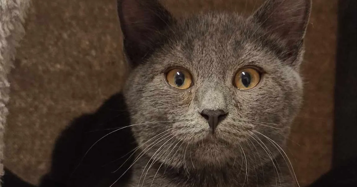Kassitoa uus südametemurdja: veidi pelglik Sven otsib rahulikku kodu