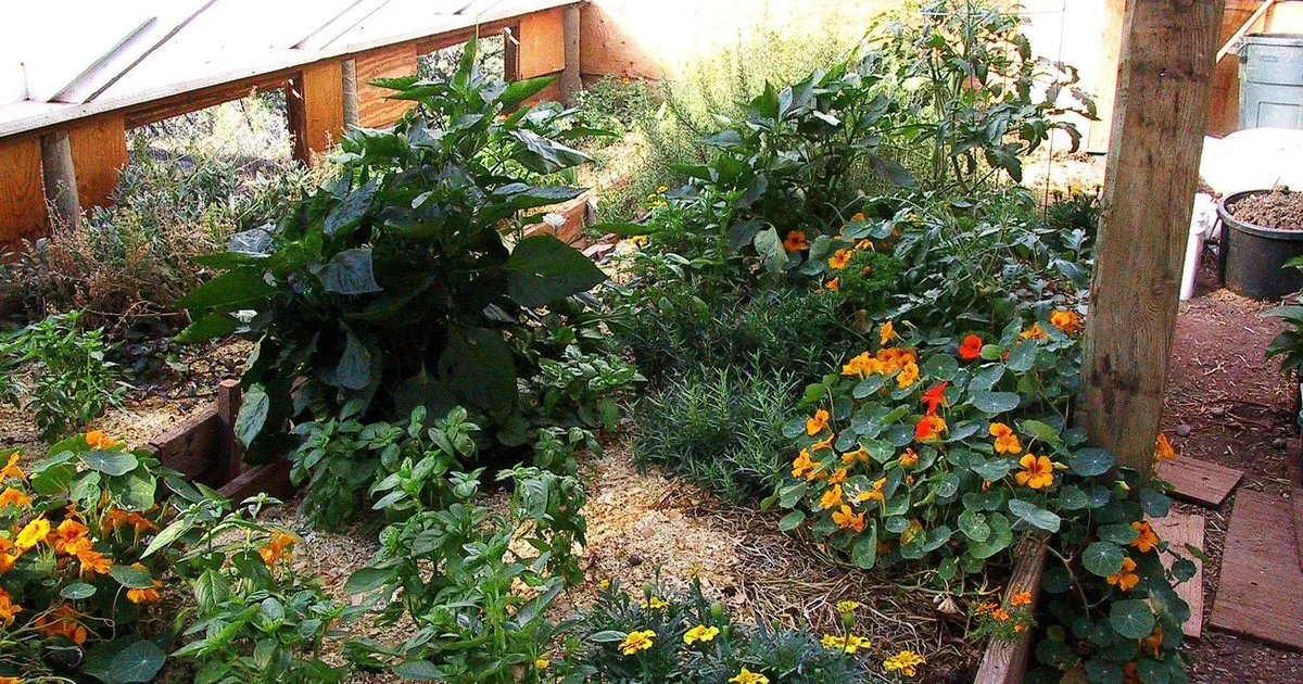 NÄDALA AED ⟩ Jerome Osentowski: hoidke alal seda, mis teil on! Koduaed on teie ravimikapp!