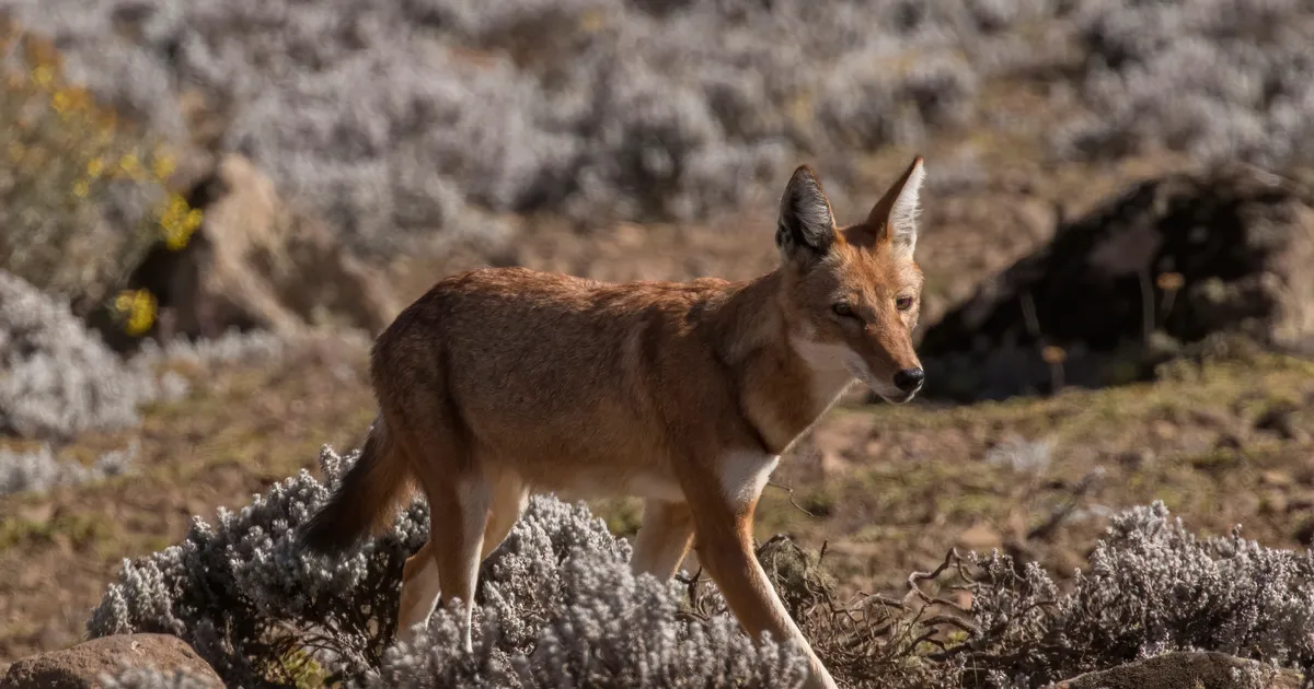 Hübridiseerumine perekonnas Canis