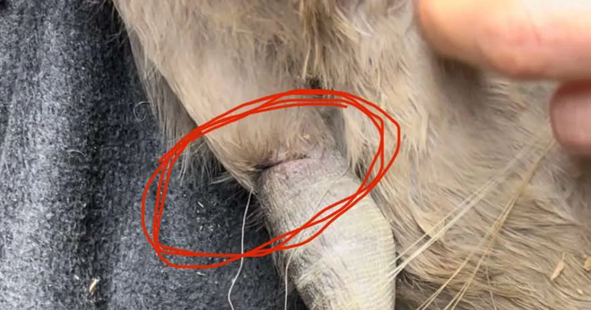 VIDEO ⟩ Harjumaal päästeti tähelepanelike elanike abiga kalakonksudesse takerdunud noor luik