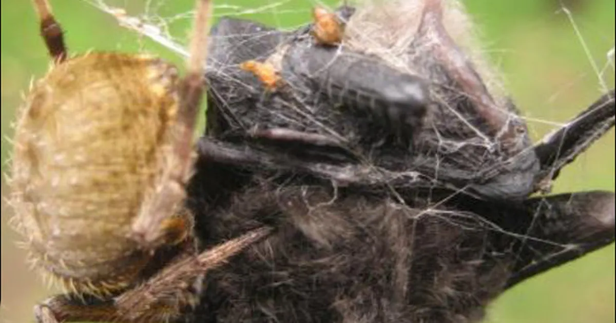 Ämblik suudab ära süüa ka endast suurema soojaverelise looma – vaata ise