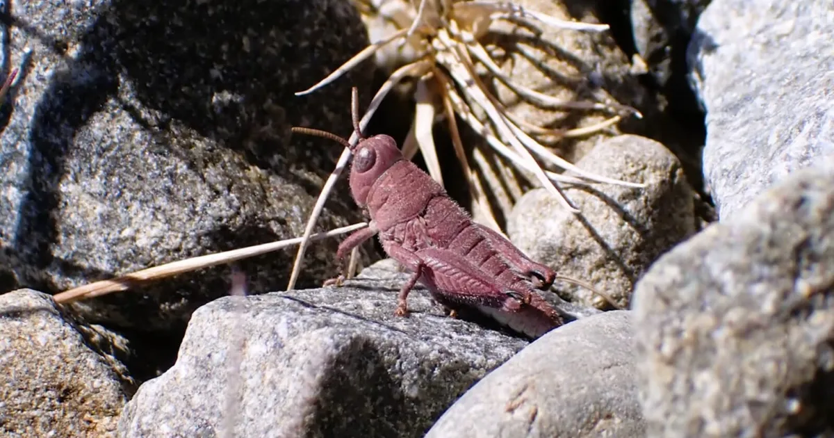 VAATA VIDEOT ⟩ See roosa rohutirts on tõeline geneetiline ime