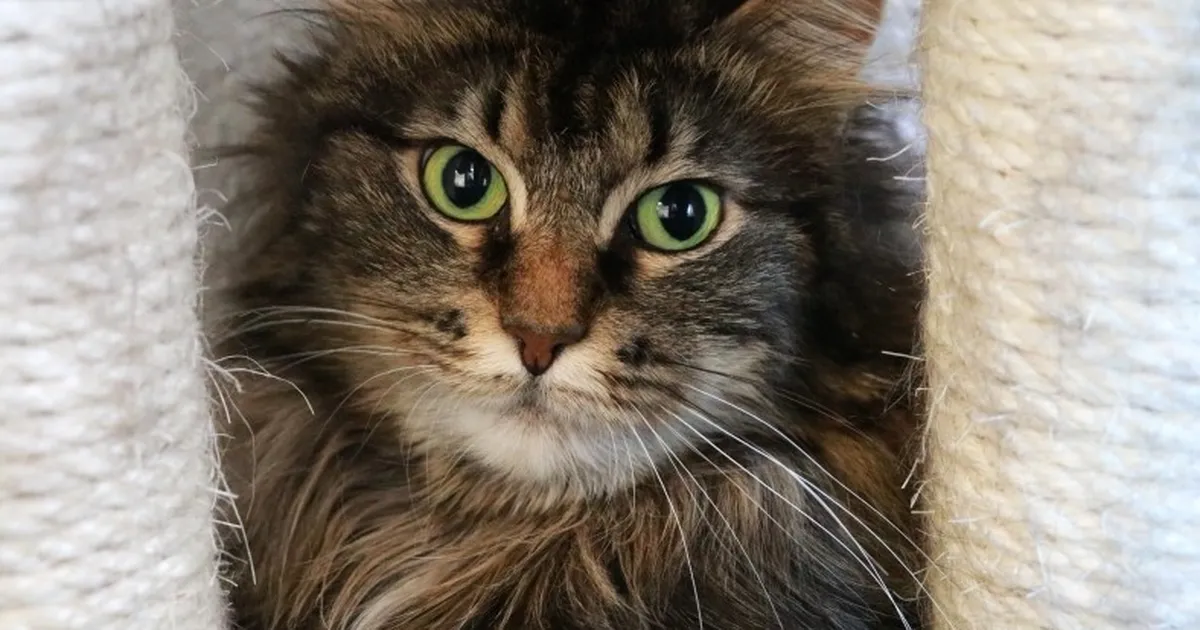 2 aastat tagasi kodu leidnud kass toodi varjupaika tagasi. Nüüd ripub tema elu juuksekarva otsas