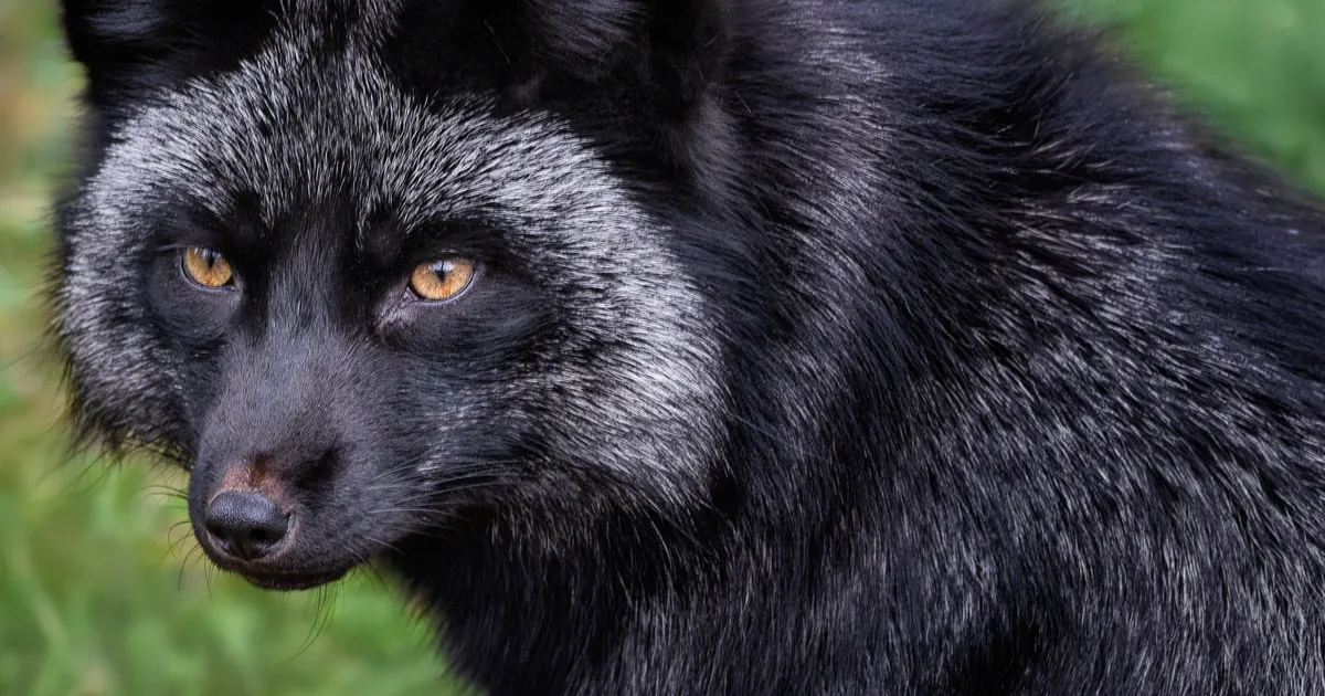 Päästjad hämmingus: nähti eksootilist looma, keda ei tohiks vabas looduses kohata