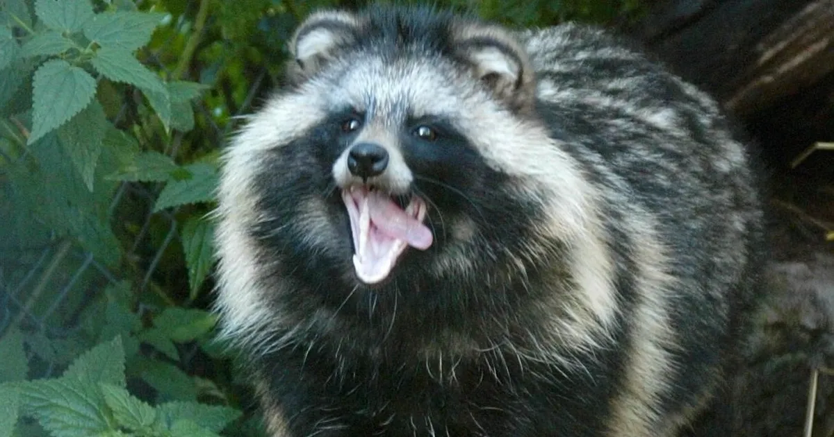 Looduskaitse kliimaministeeriumi moodi: euroraha eest klaperjaht linnupoegi söövale kährikule