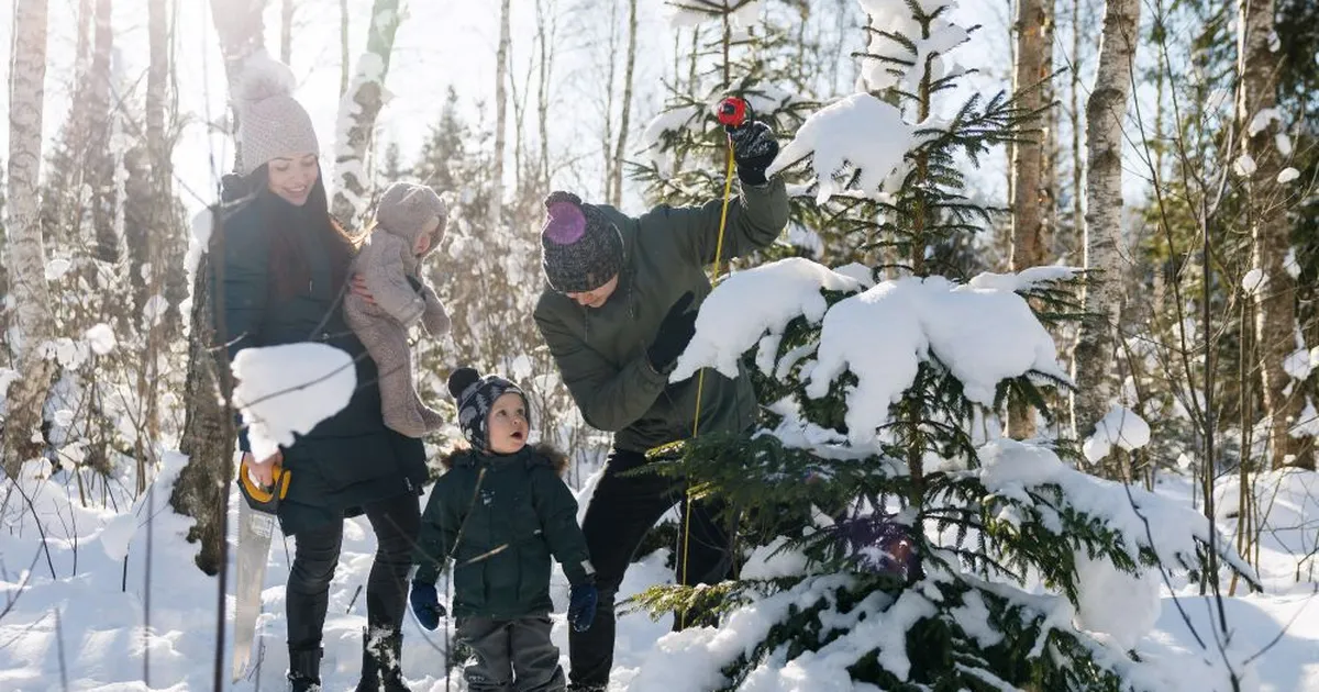 Riigimetsas toodud jõulupuuga toetad laste huviharidust