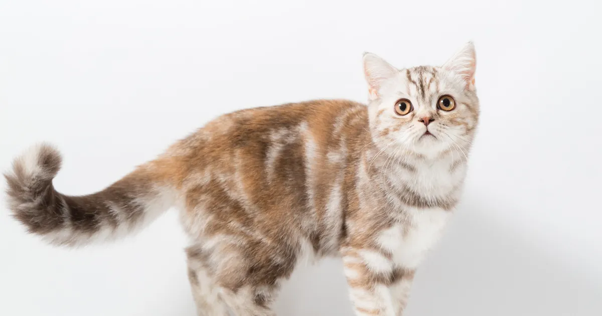 TASUB TEADA ⟩ Mida ütleb kassi saba asend tema tuju kohta?