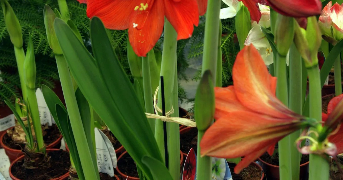 Jõuluaega kaunistavad taimed