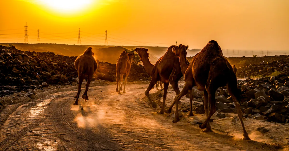 PARC FERMÉ ⟩ Kõrbes viib sihile pikk plaan, statistika räägib Evansi kahjuks. Mida suudab Saudi rallil Tänak?