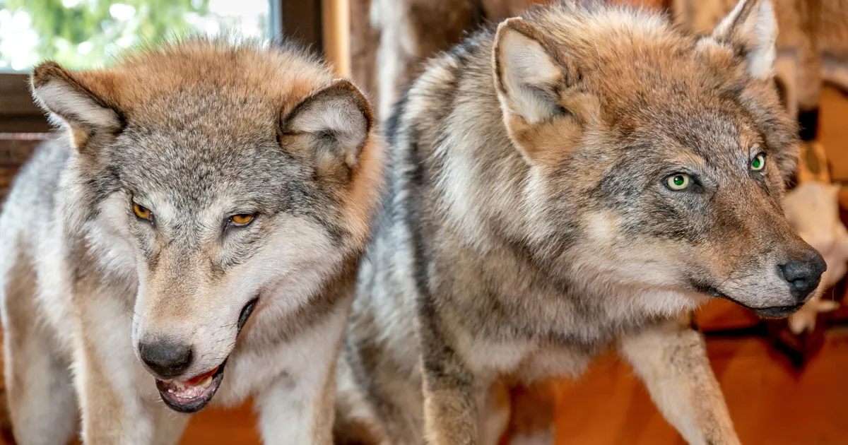 VIDEO ⟩ Hundikari tuli valgel ajal elumaja aia taha