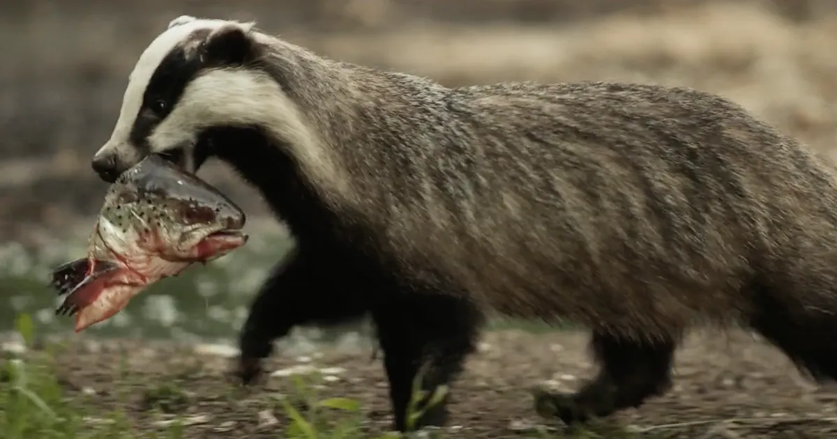 ARVUSTUS ⟩ Mäger tõestab: mina olen Eesti looduse tõeline kuningas