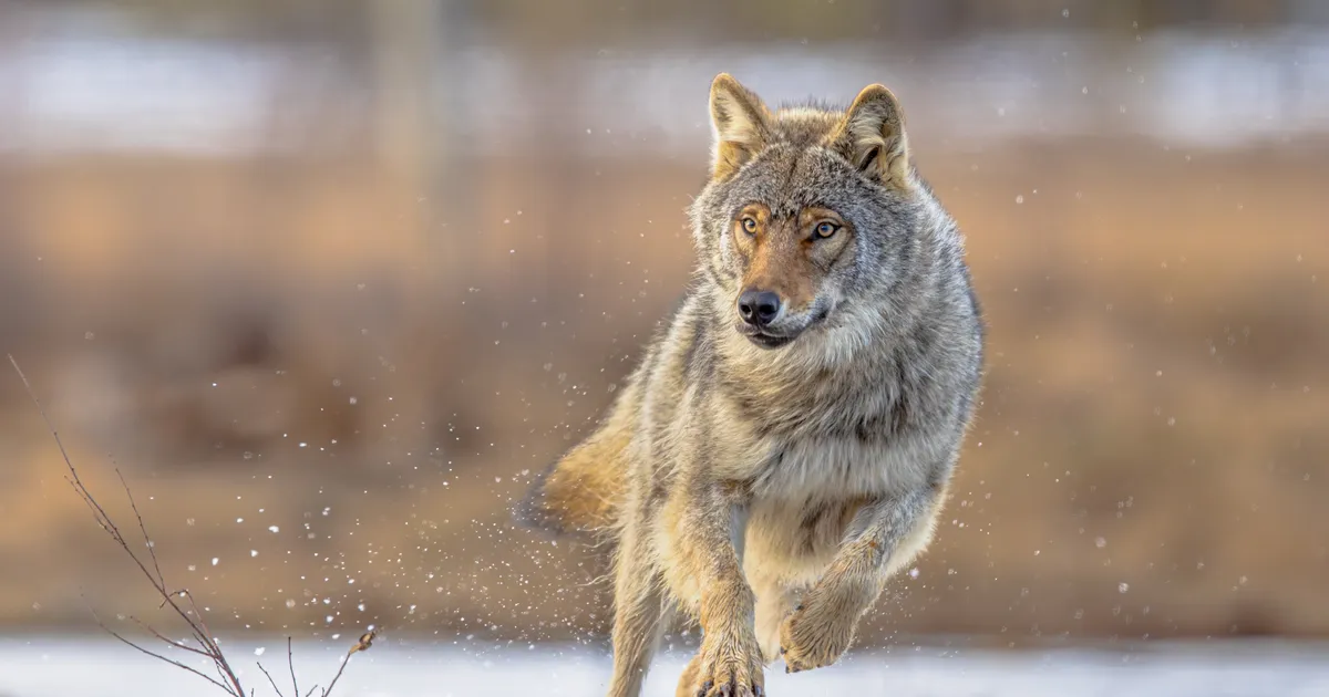 ÄREVAD KAADRID ⟩ Eesti piiri äärses külas jäi kaamera ette hetk, kuidas koer hundiga vastamisi sattus