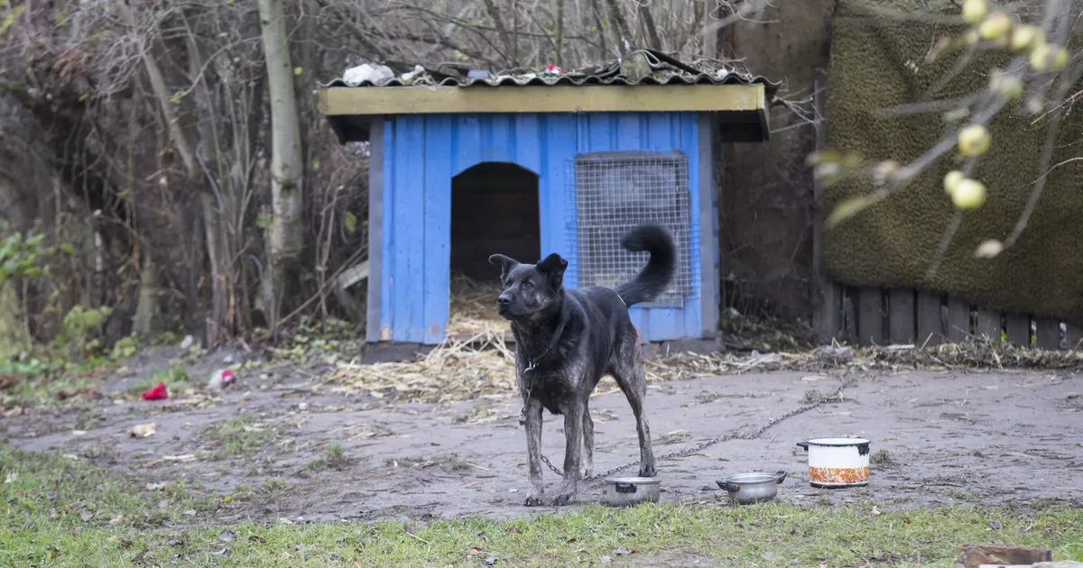 Koerte ketispidamise keelule üleminek lüheneb viiele aastale