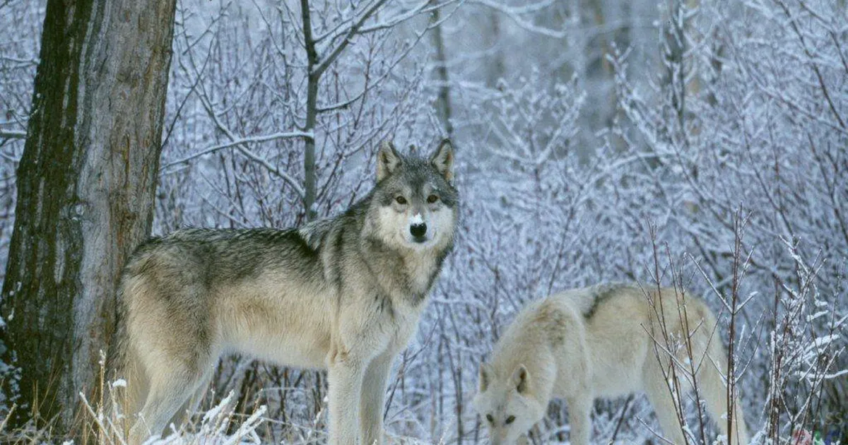 Keila kandis murravad hundid koeri koduõuel