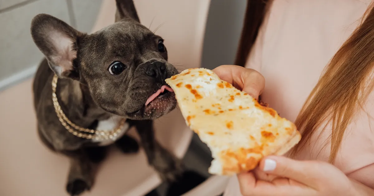 Loomaarst vastab: kas koerale tohib anda inimeste toitu?