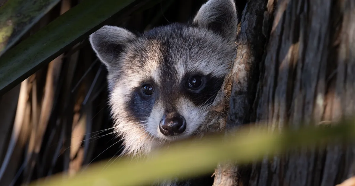 VIDEOD ⟩ Maskiga vallutajad: kas pesukarudest saab meie järgmine koduloom?