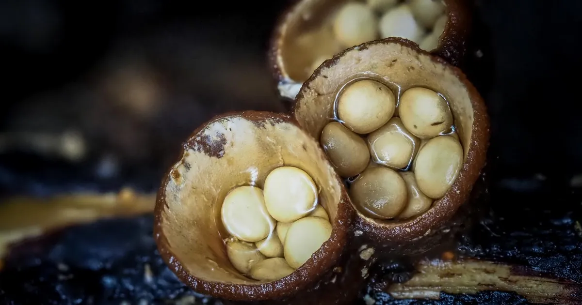 LOODUSFOTO ⟩ Külimitseen on nagu miniatuurne linnupesa