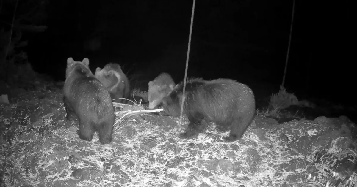 VIDEO ⟩ Nunnumeeter põhjas! Neli karupoega tulid Läänemaal rajakaamera ette