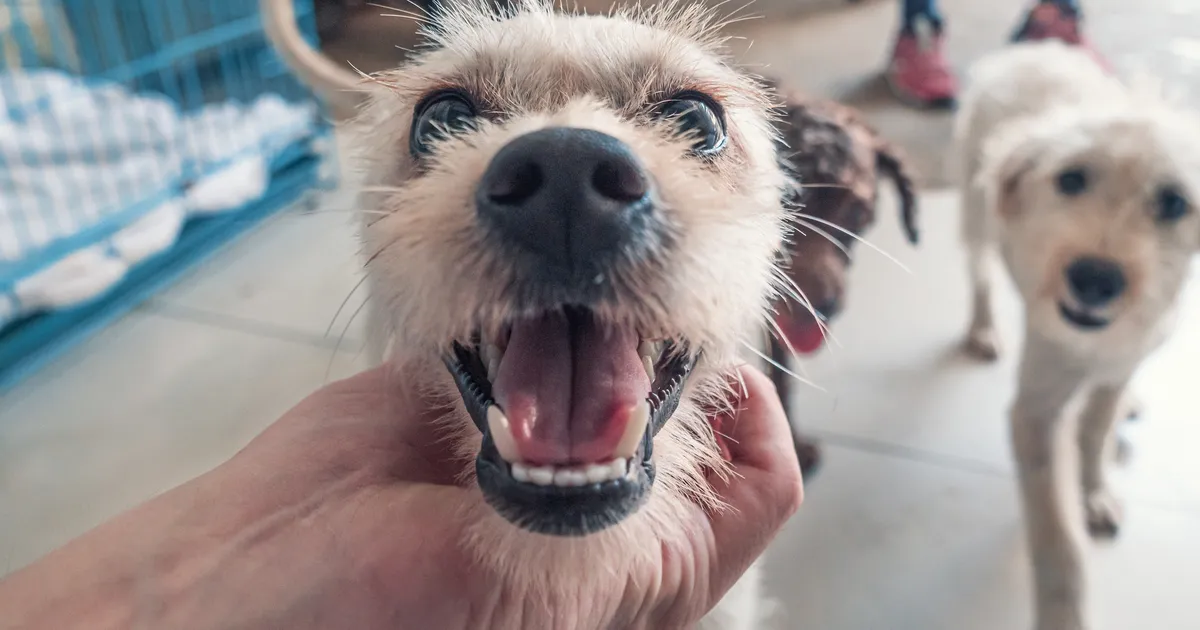 Varjupaika sattunud koera kiip paljastas midagi üllatavat