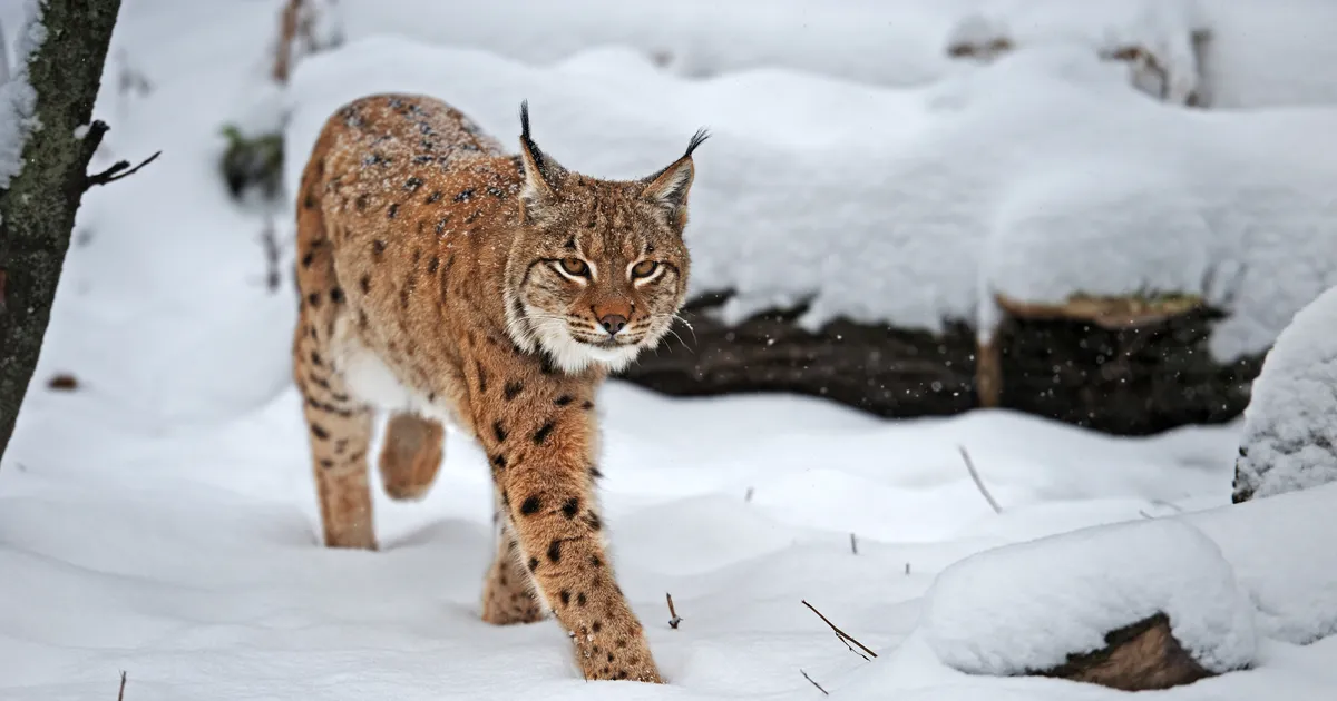 VIDEO ⟩ Võrumaal vaatas autojuht ilvvesega tõtt