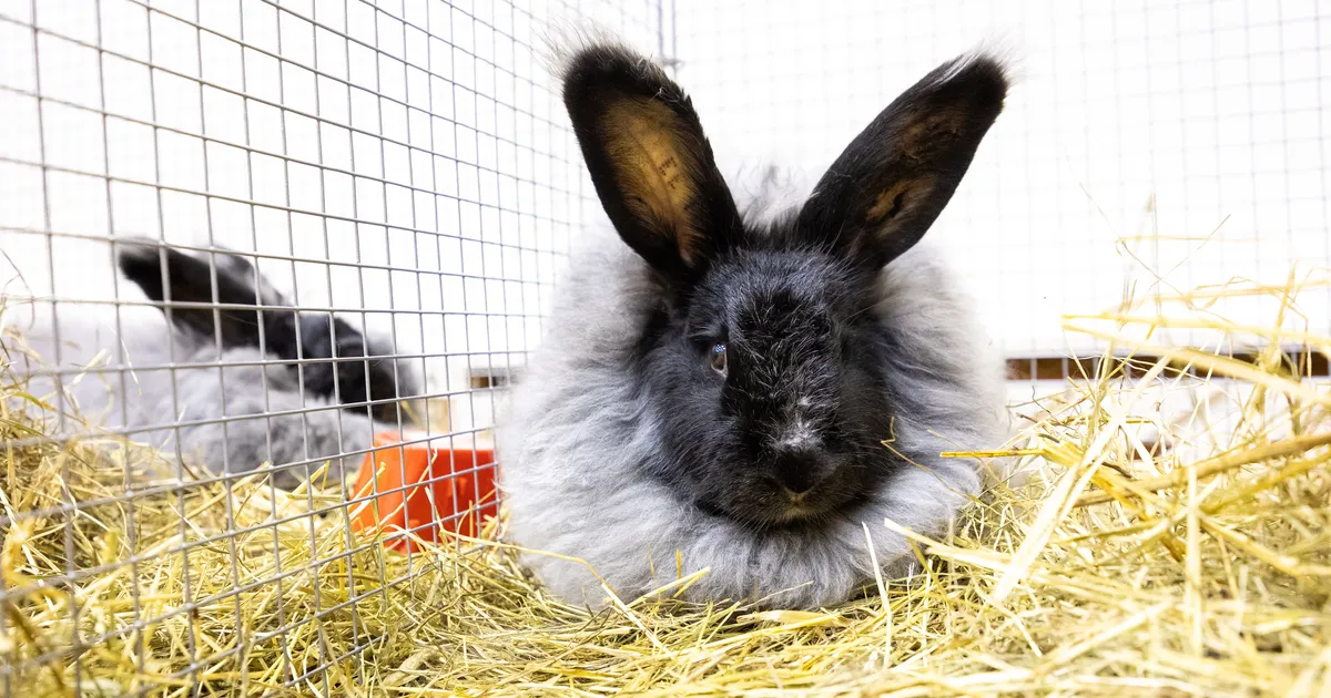 FOTOD ⟩ Peetri rahvamajas peetakse Eesti suurimat küülikunäitust