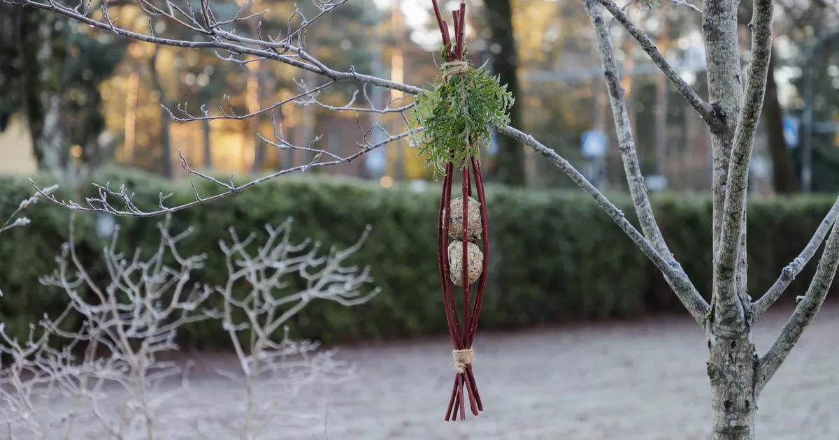 NÄDALA AED ⟩ Mis on linnukesel muret?