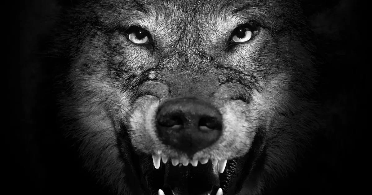 Müütilise koletise chupacabra taga võib teadlaste sõnul olla hoopis see