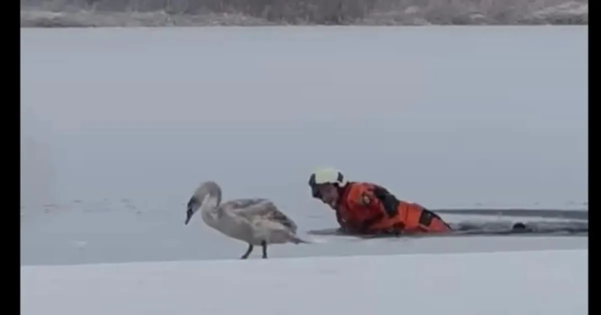 PILDID JA VIDEO ⟩ Kuidas nii? Järvele lõksu jäänud luigel tuli päästmist oodata kolm päeva