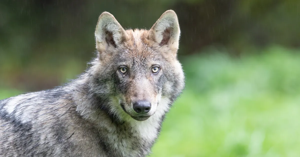 Hundi populatsioonigeneetika Eesti-Vene piiritara ja jahisurve mõjul