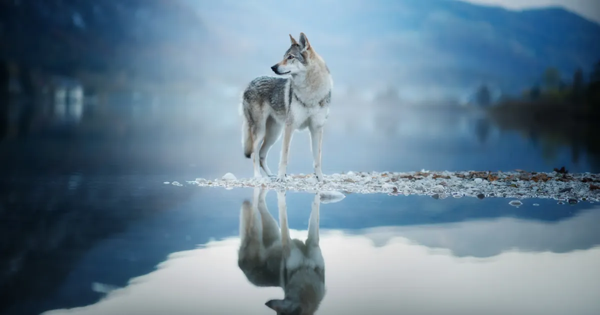 VIDEO ⟩ Hunt, kes kasutab tööriistu «täpselt nagu inimene»: pöördelise tähtsusega avastus metsloomade maailmas