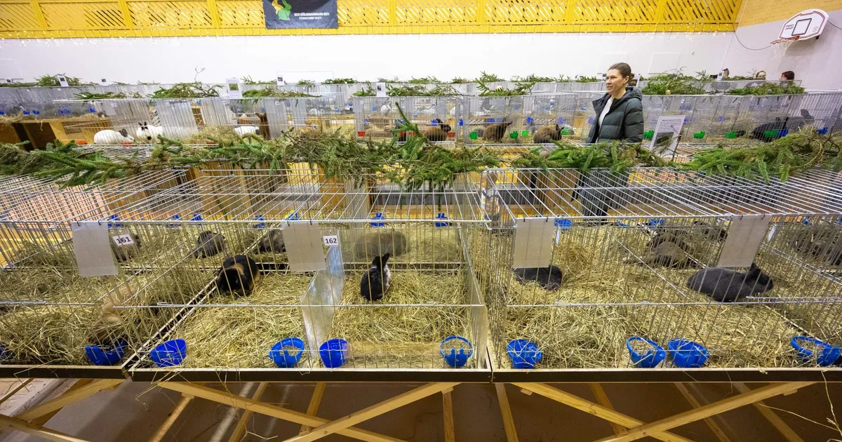 Peetri rahvamajas peetakse Eesti suurimat küülikunäitust