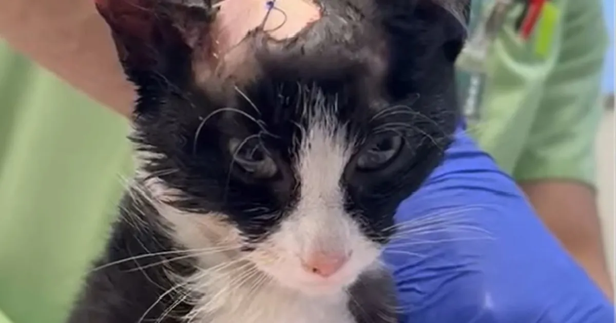 Noor kass jäi Tartumaal mitu korda auto alla, kuid see, mis edasi juhtus, jahmatas kõiki