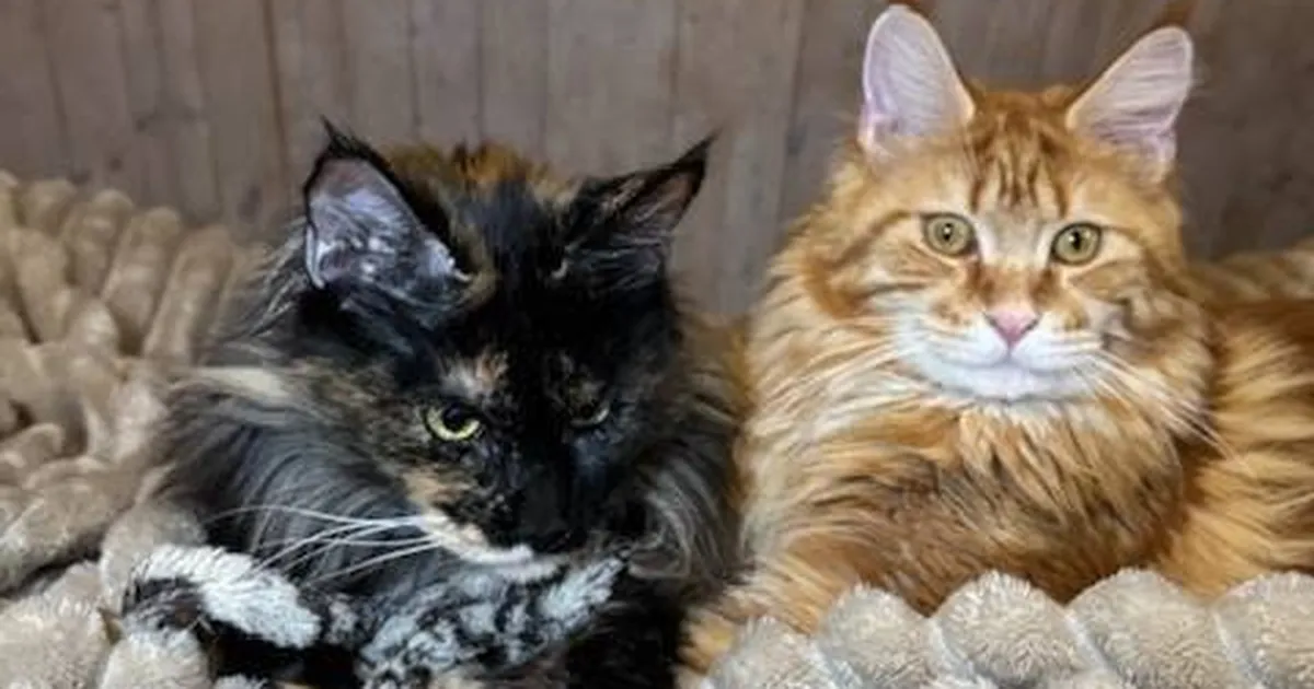 Suur töö kandis vilja: kaks vaprat meini kassi läbisid imelise muutuse ja otsivad nüüd uut kodu