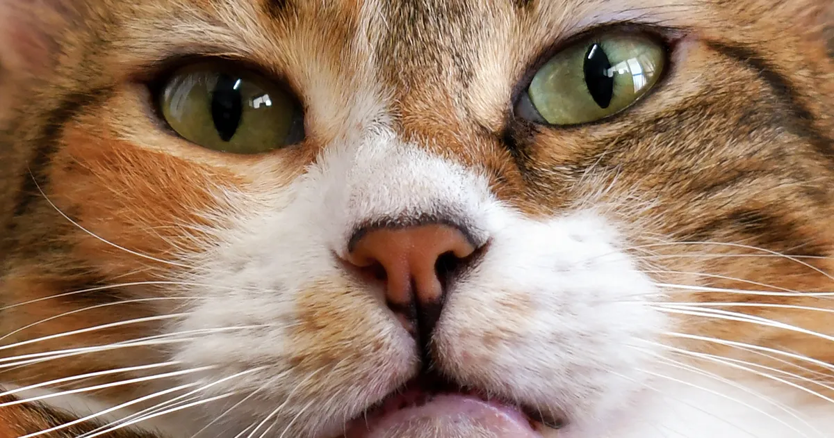 Loomaarst vastab: kuidas aru saada, kas kassil on valus?