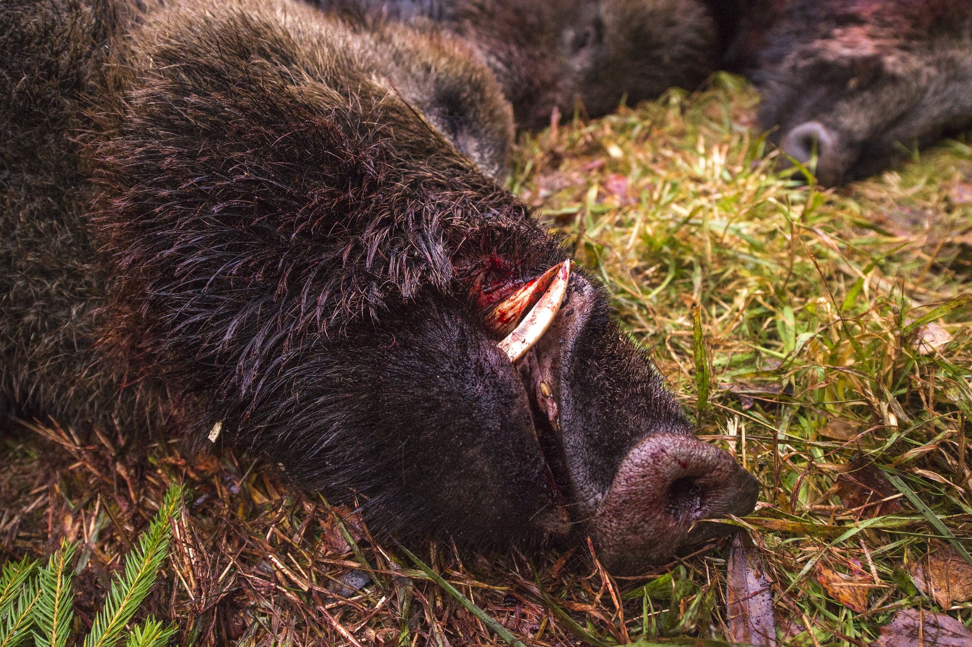 Saaremaa metsseal tuvastati sigade Aafrika katk