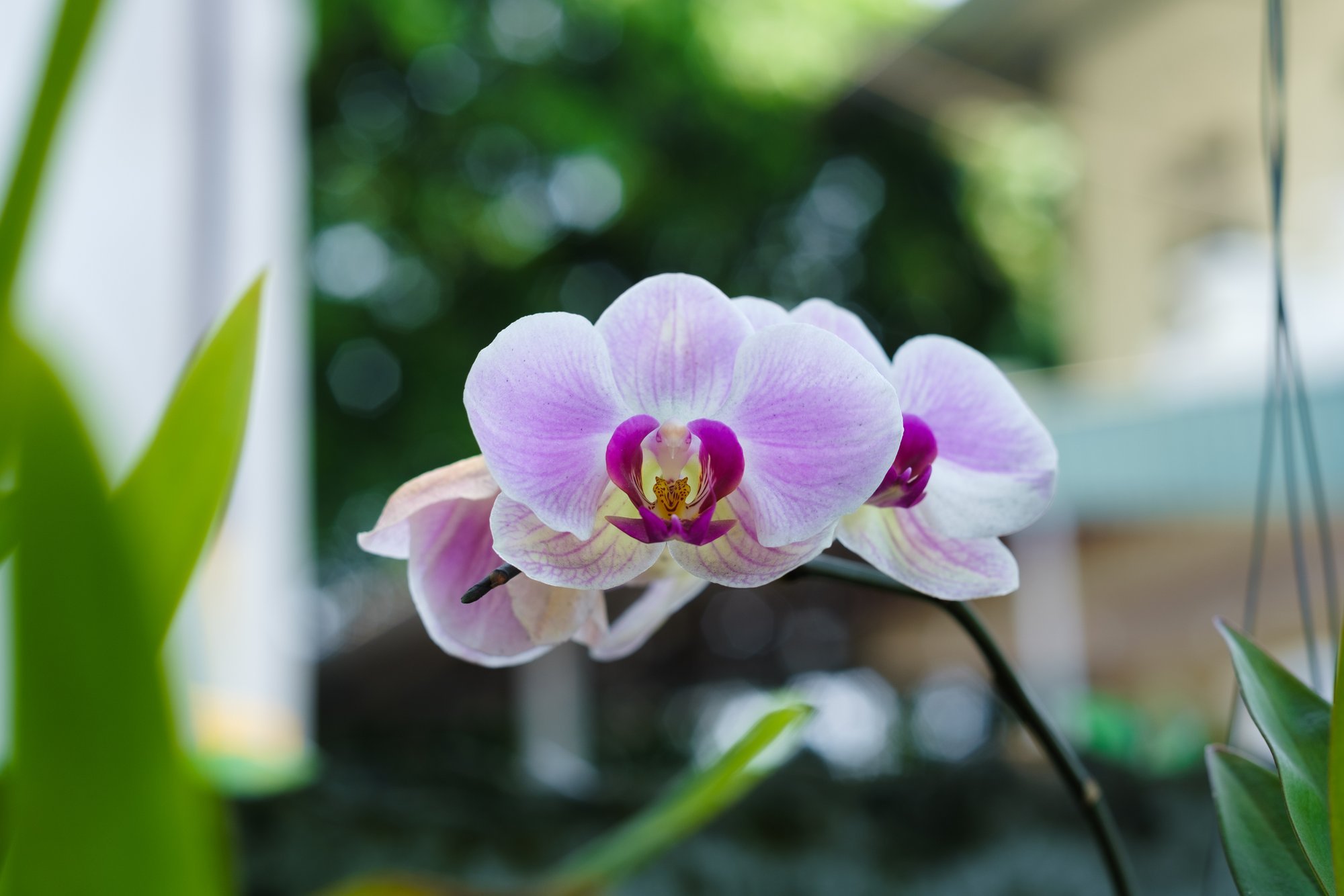 Mida teha kuukinga äraõitsenud õisikuvarrega, kas lõigata ära või mitte?