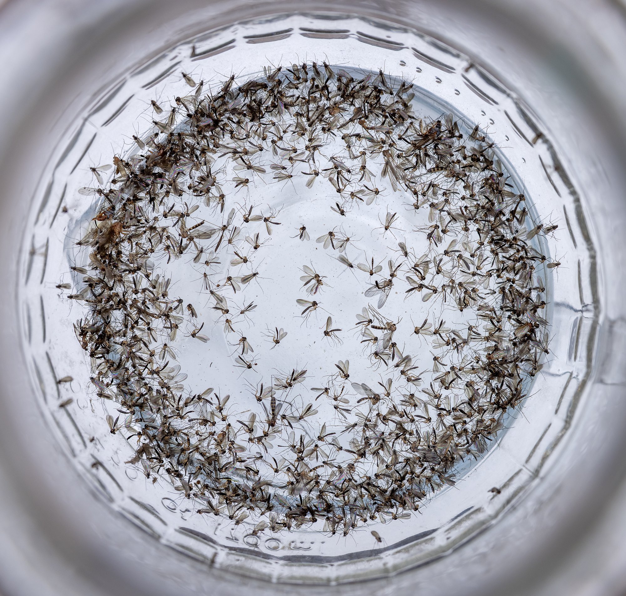 LUGEJA KÜSIB | Miks sääsed ennast massiliselt klaaspurki uputavad?