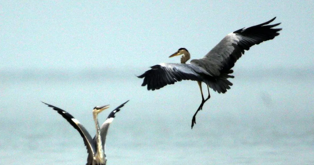PTA hoiatab: linnugripp levib Euroopas jõudsalt