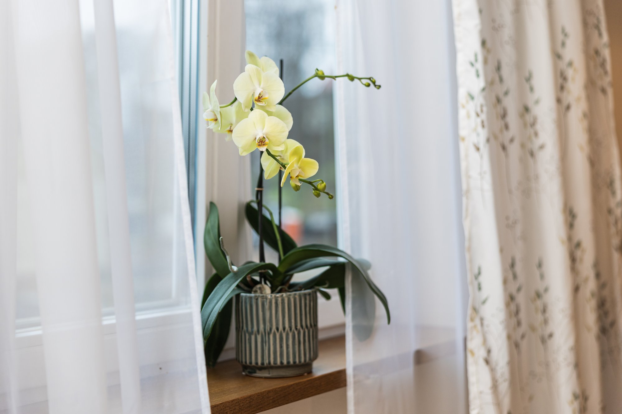 Siin on viis põhjust, miks su kuukinga õienupud varisevad