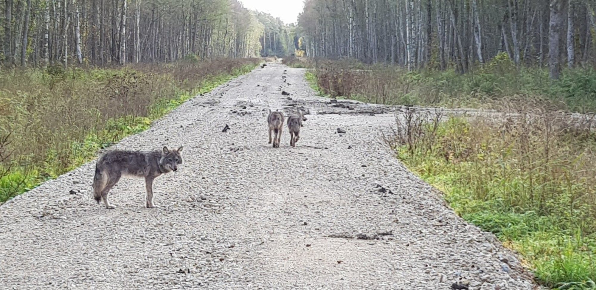 Kohus ei rahuldanud MTÜ Eesti Suurkiskjad taotlust hundijahi peatamiseks